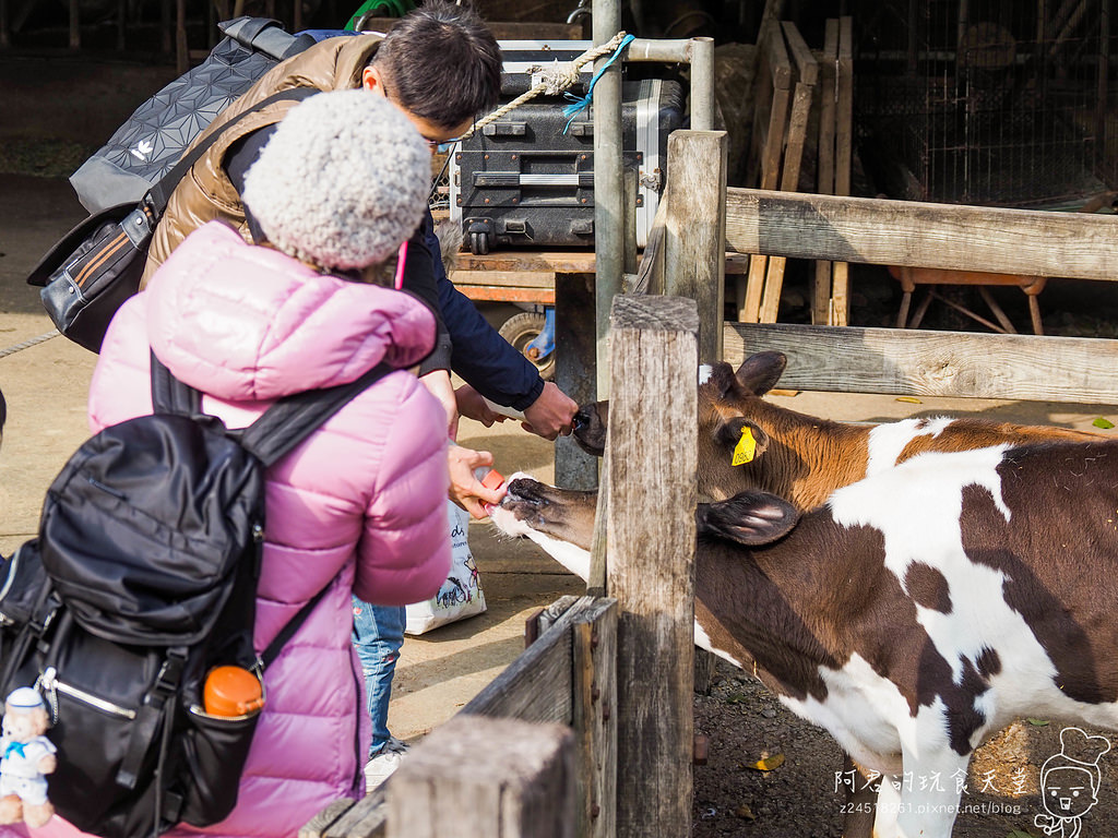 【苗栗】飛牛牧場｜來牧場就是要吃牛奶火鍋｜還可以帶小朋友來擠牛奶、餵小牛喝奶喔｜犇牛牛火鍋