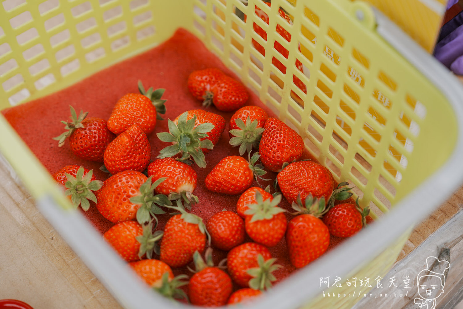 【苗栗】大湖草莓季開跑啦！名品牛奶草莓園｜google 4.9星好評，快來吃~喝牛奶長大的草莓，還有高架園區免彎腰輕鬆採